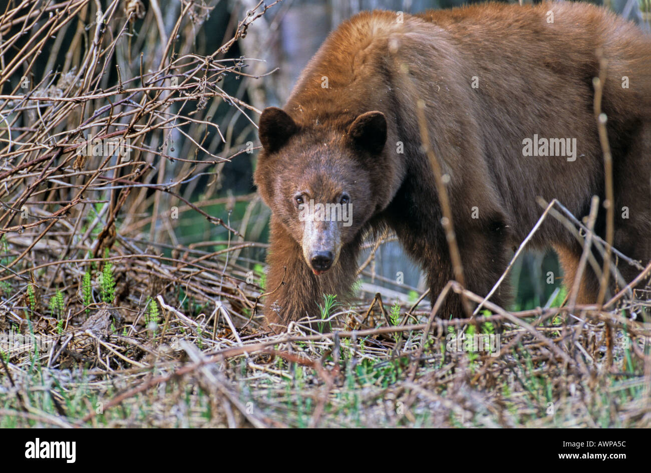 A cinnamon colored Black Bear Stock Photo