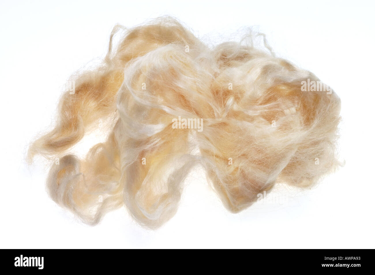 silk worm silkworm COCOON on white background and dissolved silk fibres solve Stock Photo