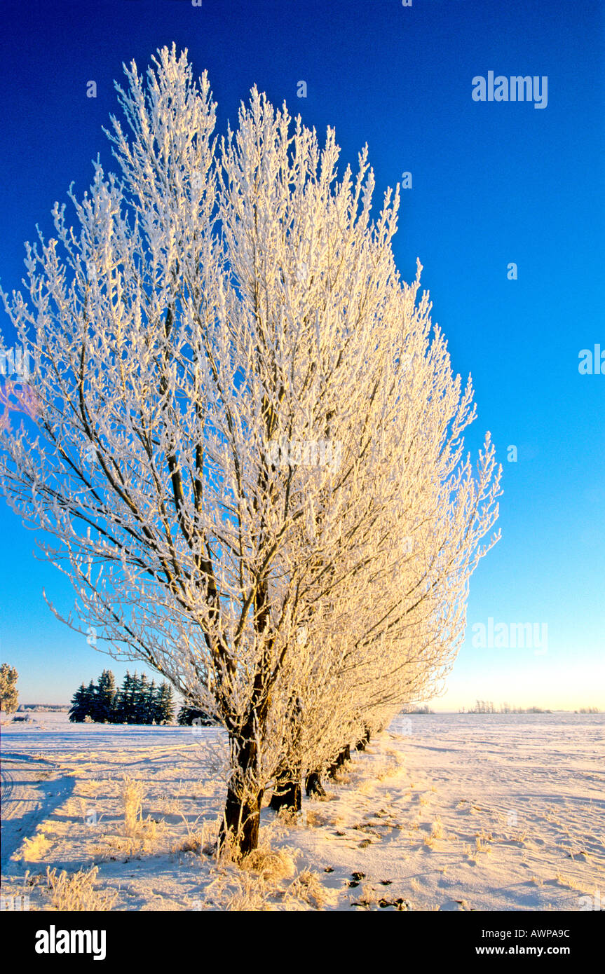 A frosted line of aspen trees line Stock Photo
