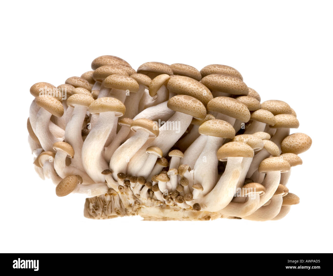 chinese SHIMEJI mushroom cut out object motive cutout picture plain