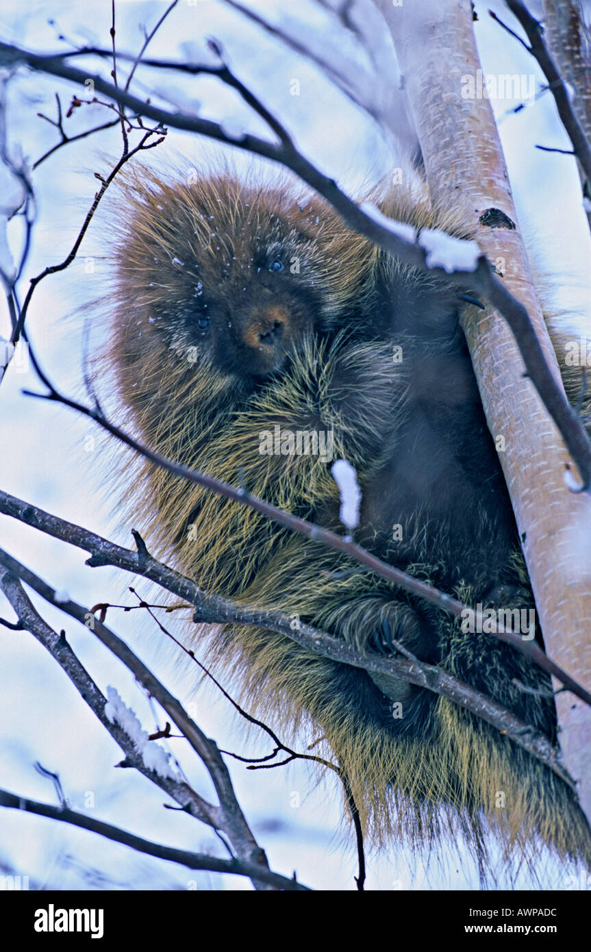 Porcupine tree bark hires stock photography and images Alamy