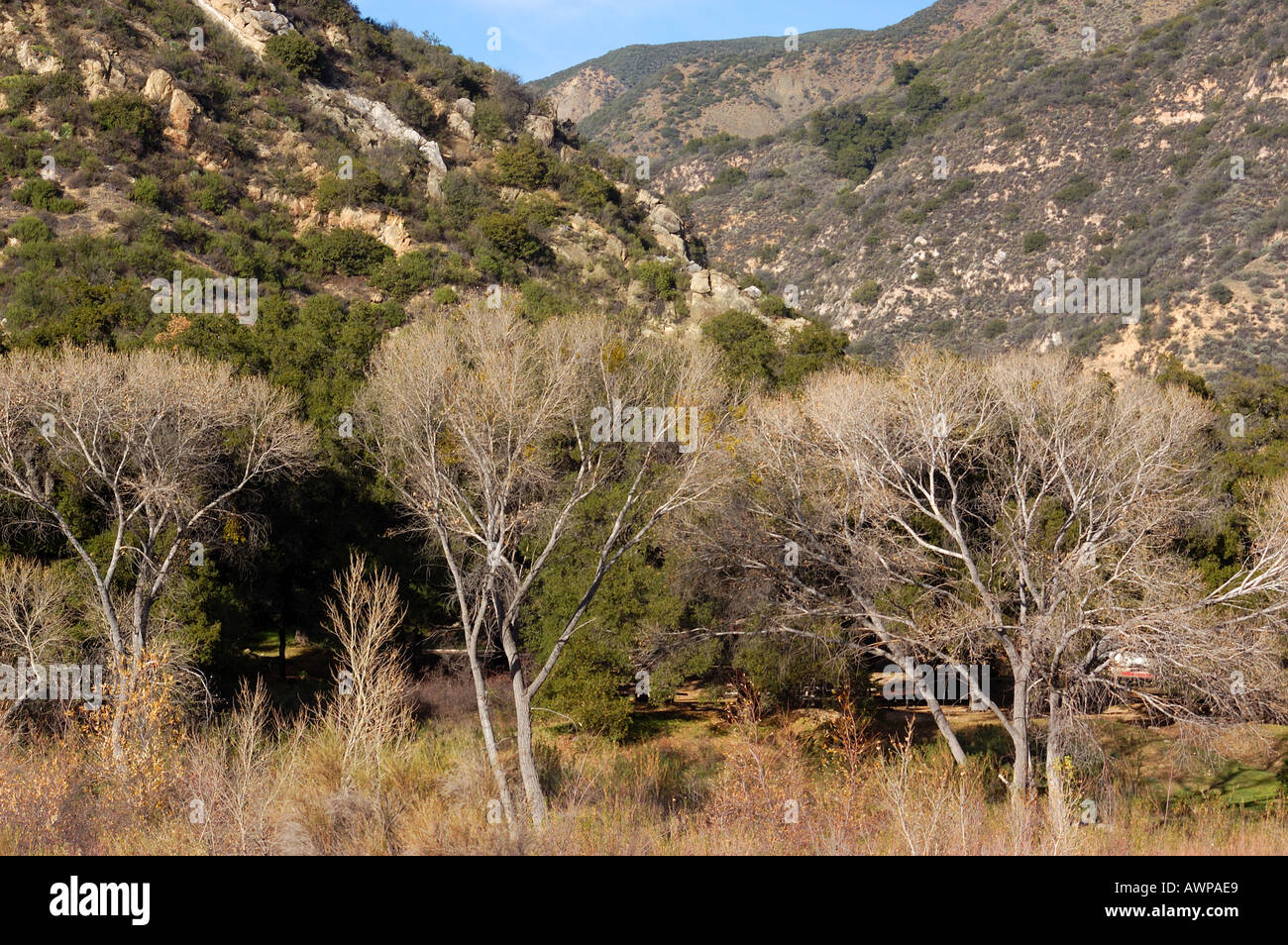 Los Padres National Forest Stock Photo Alamy