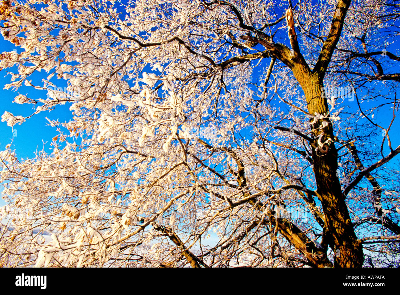 Branches tree covered frost hi-res stock photography and images - Alamy