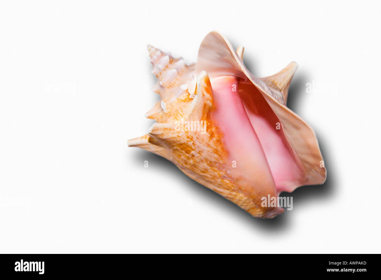 Queen or Pink Conch shell, Strombus gigas. Stock Photo