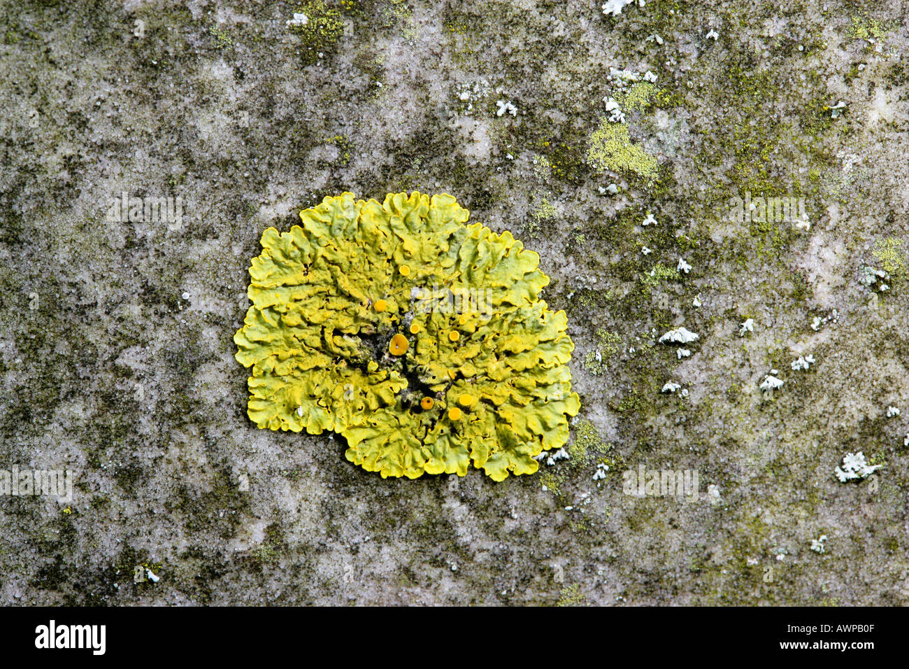 Lichens on Grave stones eyeworth church bedfordshire Stock Photo