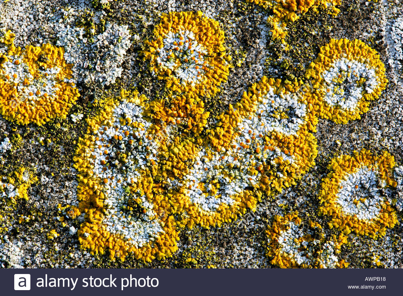 Lichens on Grave stones eyeworth church bedfordshire Stock Photo