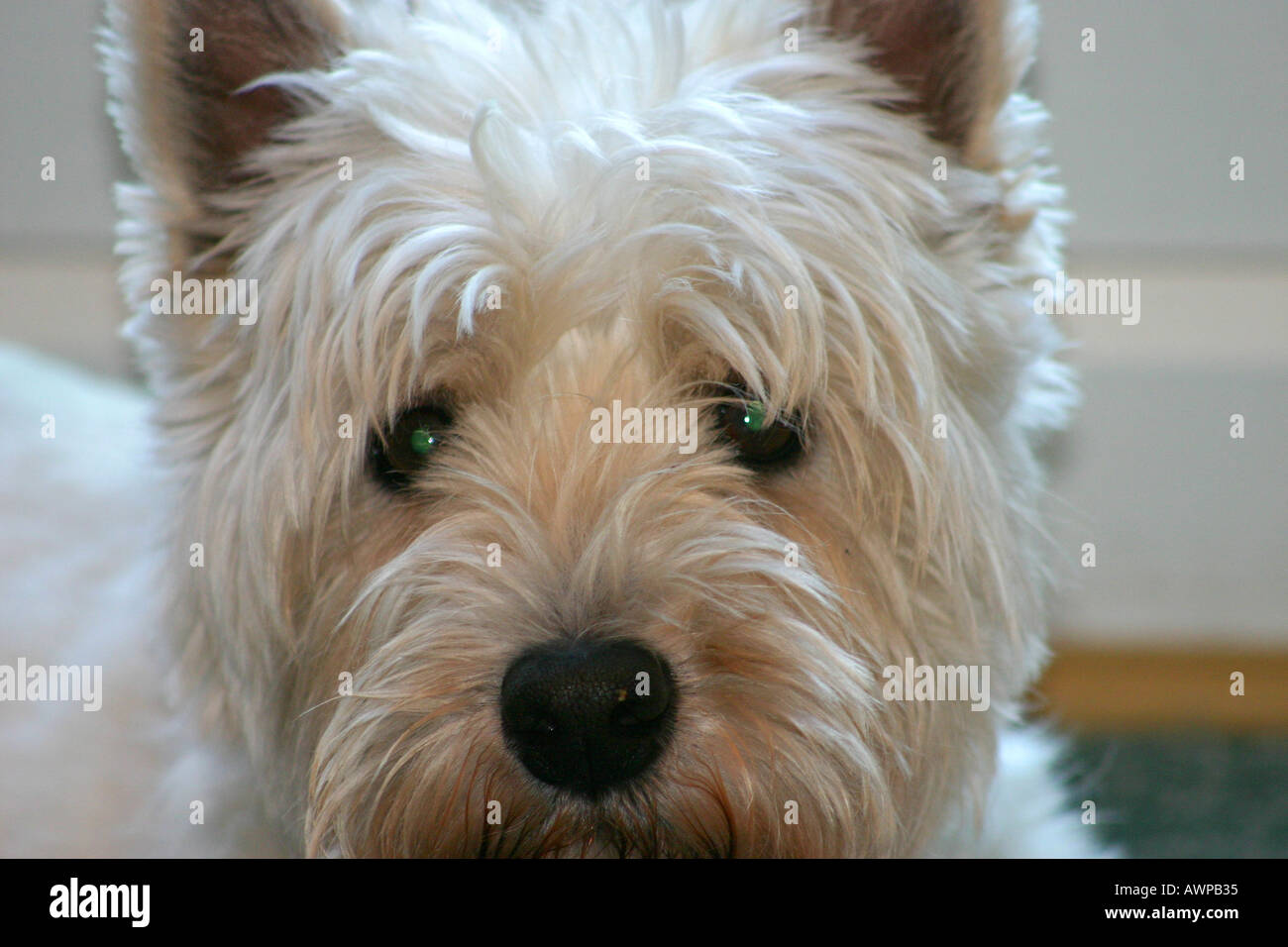 close up of cute west highland white terrier (westie) named Charlie Stock Photo