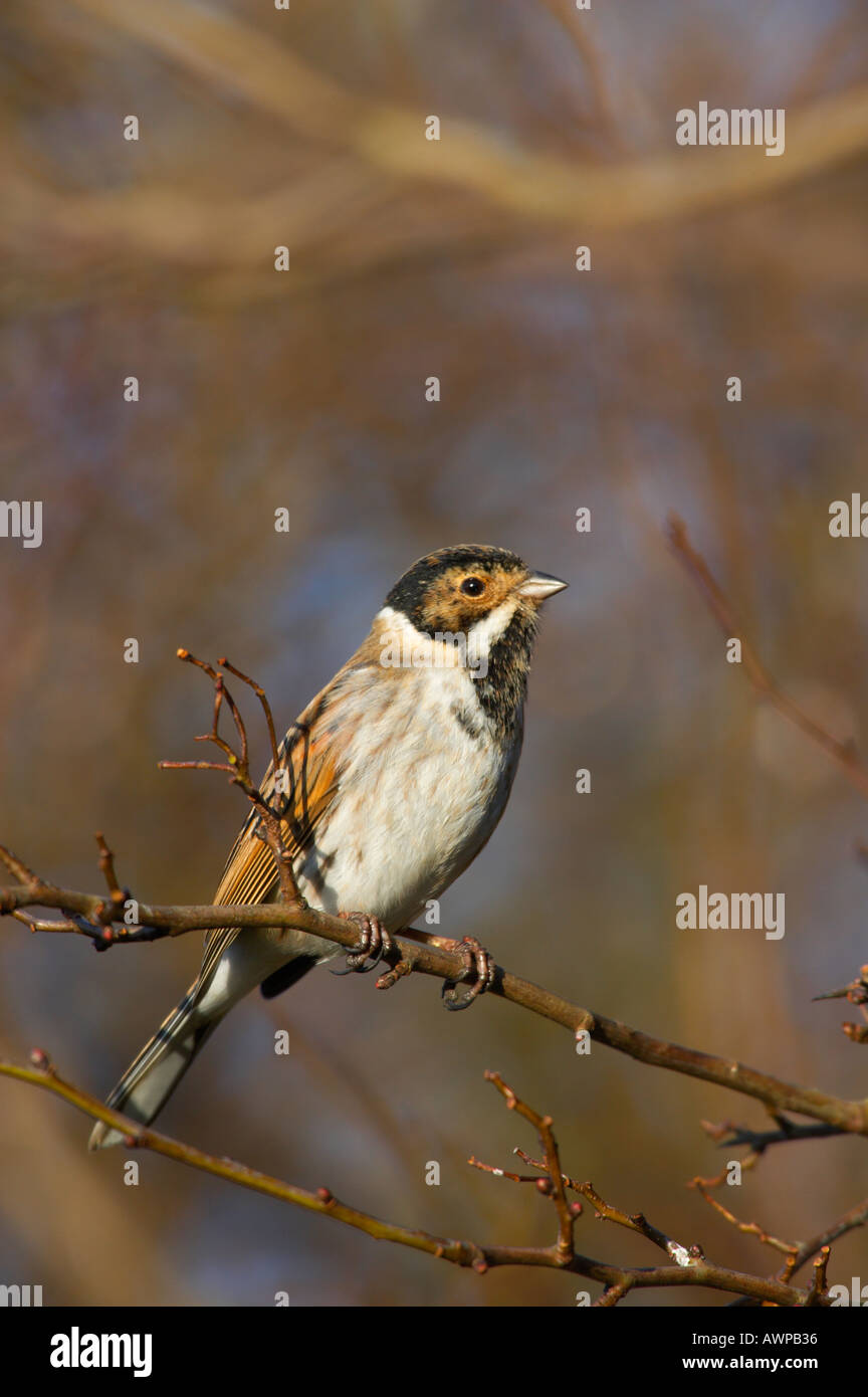 Reed bunting Emberiza schoeniclus perched on branch looking alert summer leys northamptonshire Stock Photo