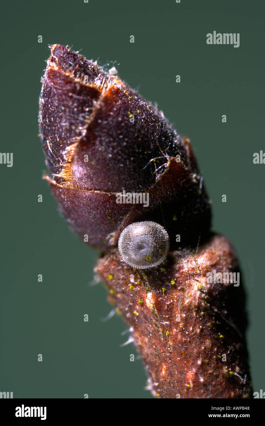 White Letter Hairstreak Strymonidia w album Egg on Elm bud potton bedfordshire Stock Photo