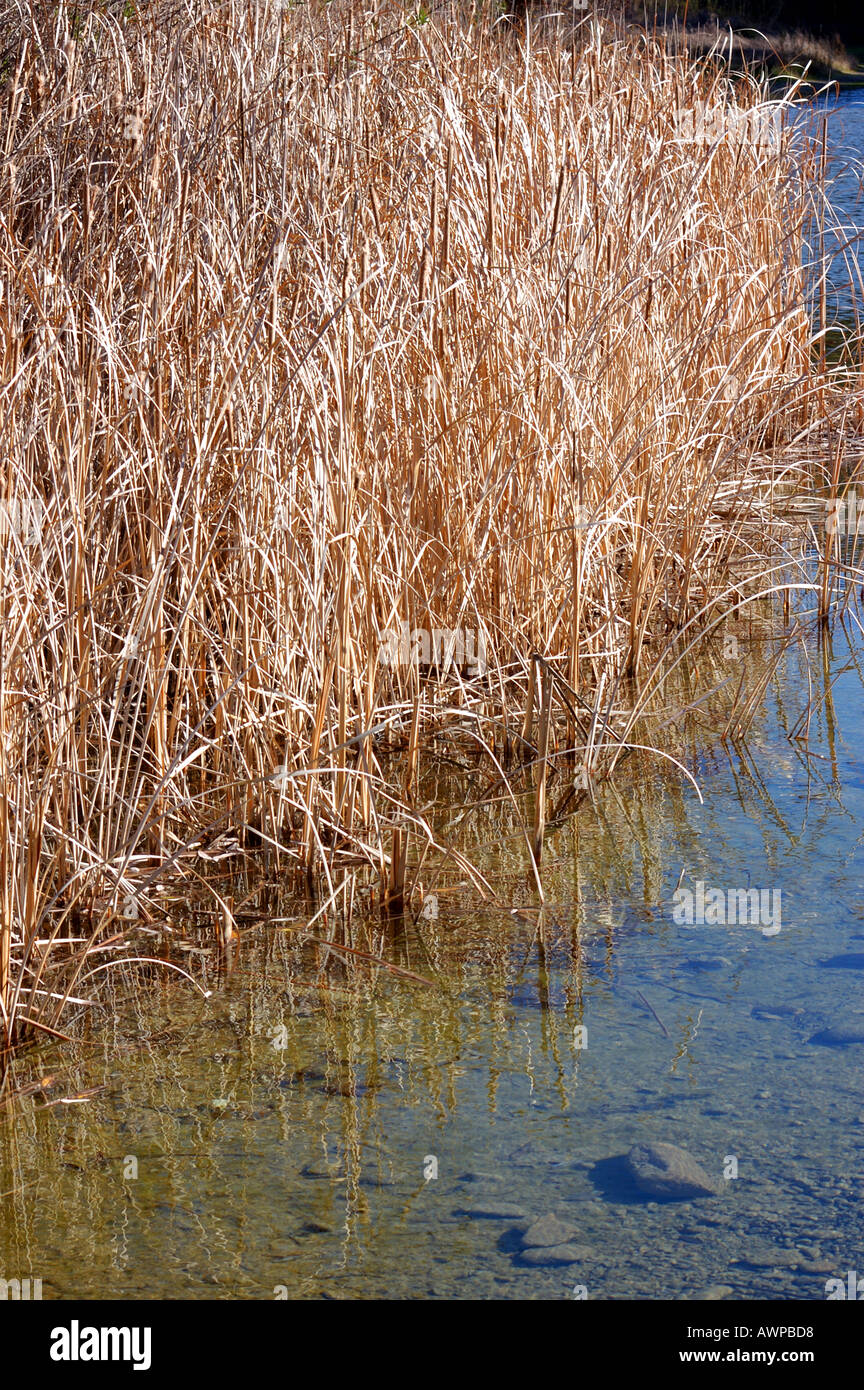 Los Padres National Forest Stock Photo Alamy