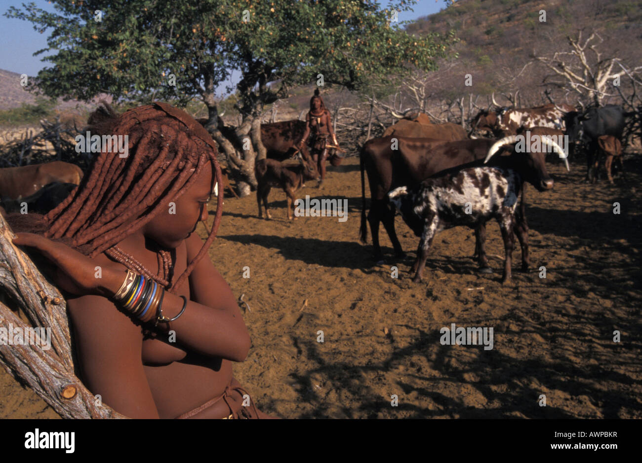 Himba girl herding cattle, Kaokoveld, Namibia Stock Photo