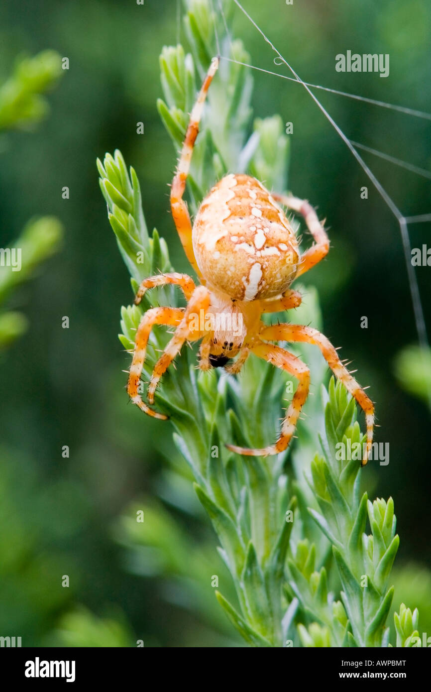 European garden spider (Araneus diadematus) building web at a fir, Brandenburg, Germany, Europe Stock Photo