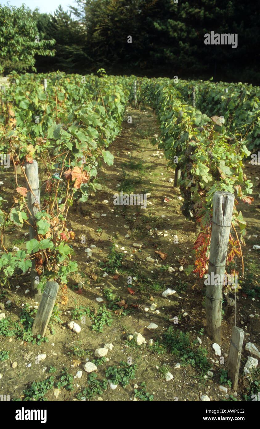 french Vineyard in georges brassens parisian park  Stock Photo