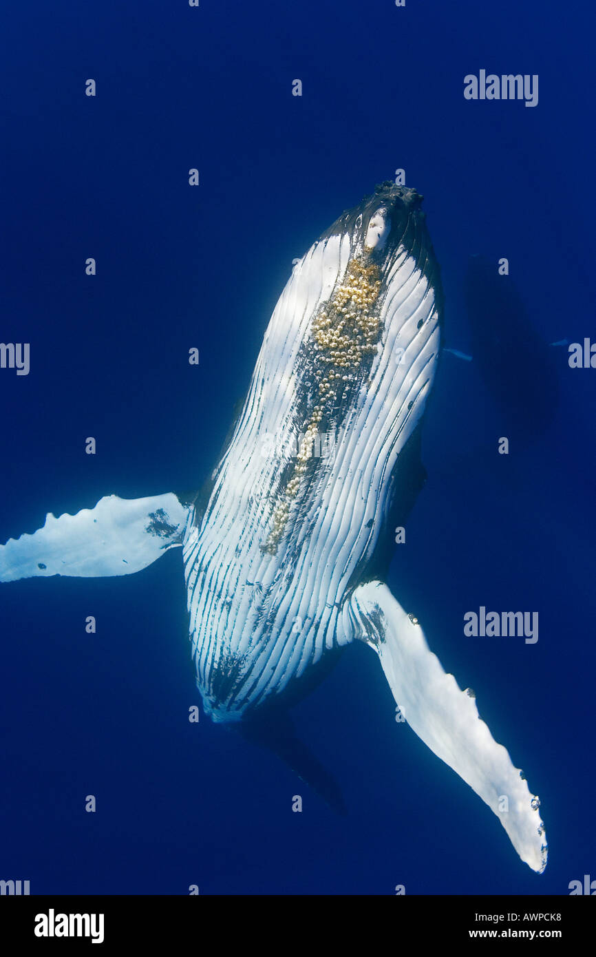 humpback whale, Megaptera novaeangliae, with parasitic acorn barnacles under chin, Cornula diaderma, Hawaii, Pacific Ocean Stock Photo