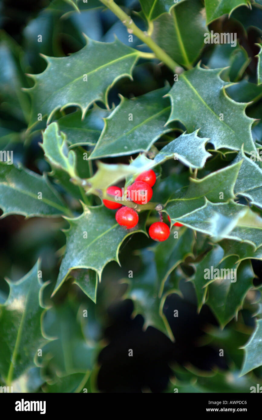 holly berries red green Stock Photo Alamy