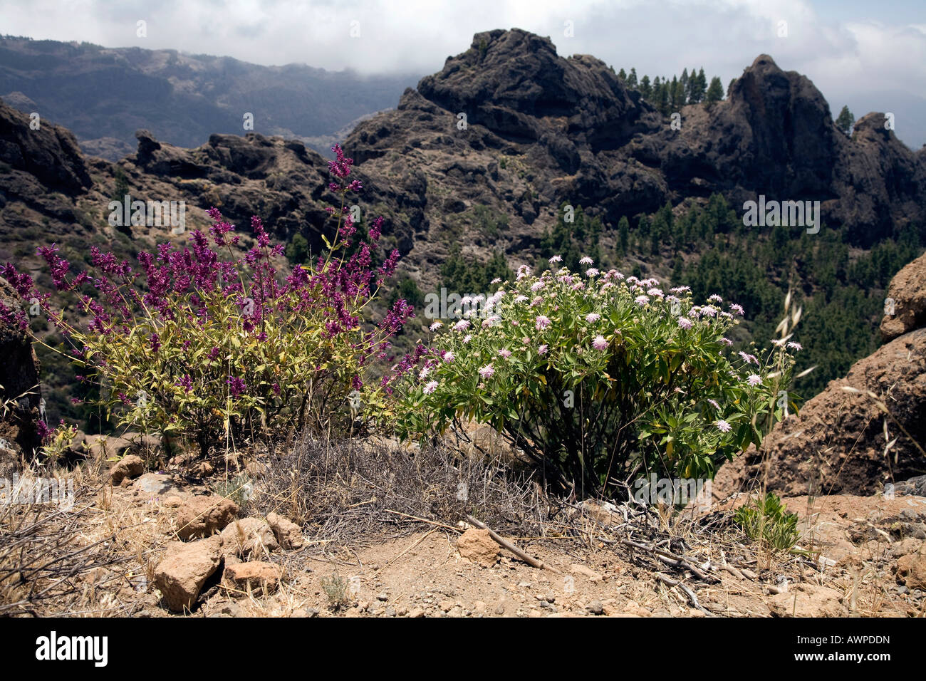 Canary Island Sage ( Salvia canariensis 'Candissima) on the left and Mountain Scabious (Pterocephalus dumetorum) shrubs on the  Stock Photo