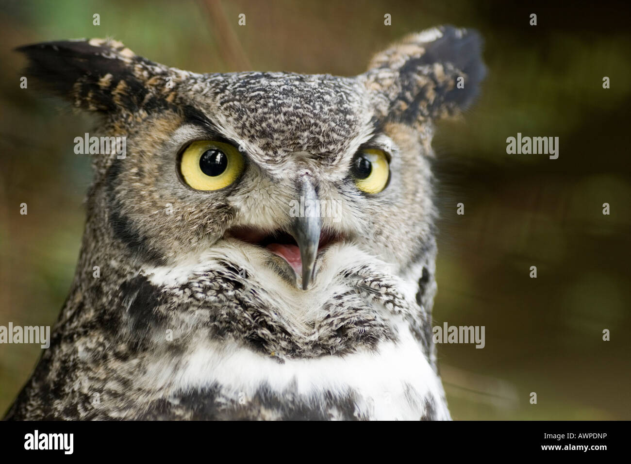 Great Horned Owl Bubo Virginianus Stock Photo - Alamy