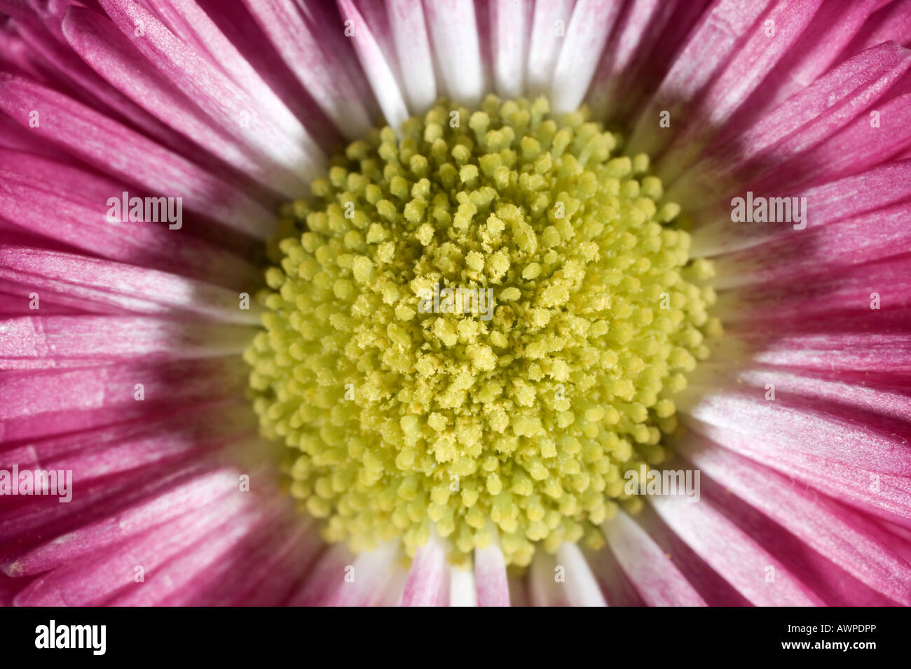 Daisy (Bellis perennis) petals, "Rob Roy" variety Stock Photo - Alamy