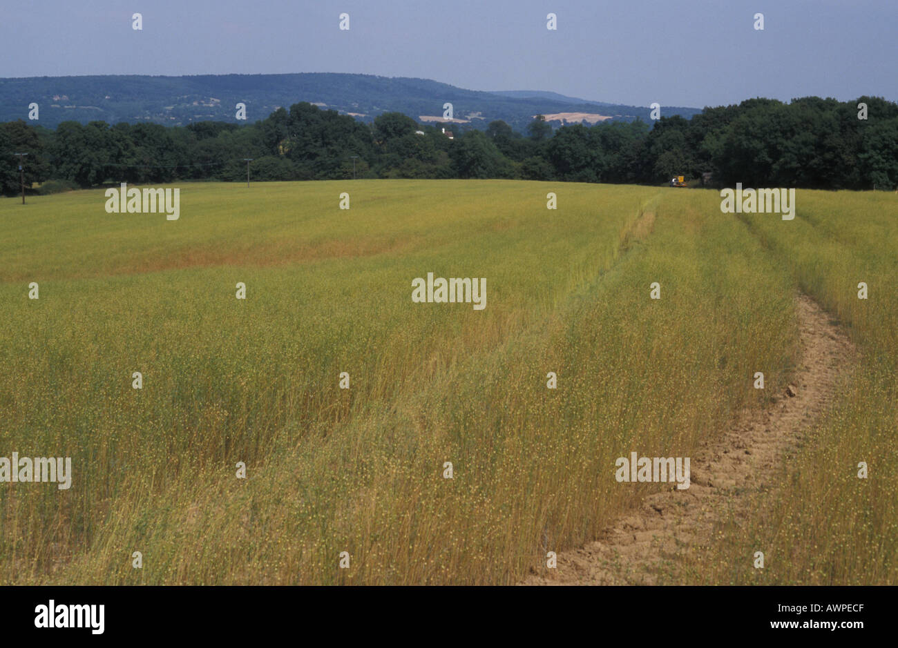 Agricultural land near Cranleigh in Surrey England Stock Photo Alamy