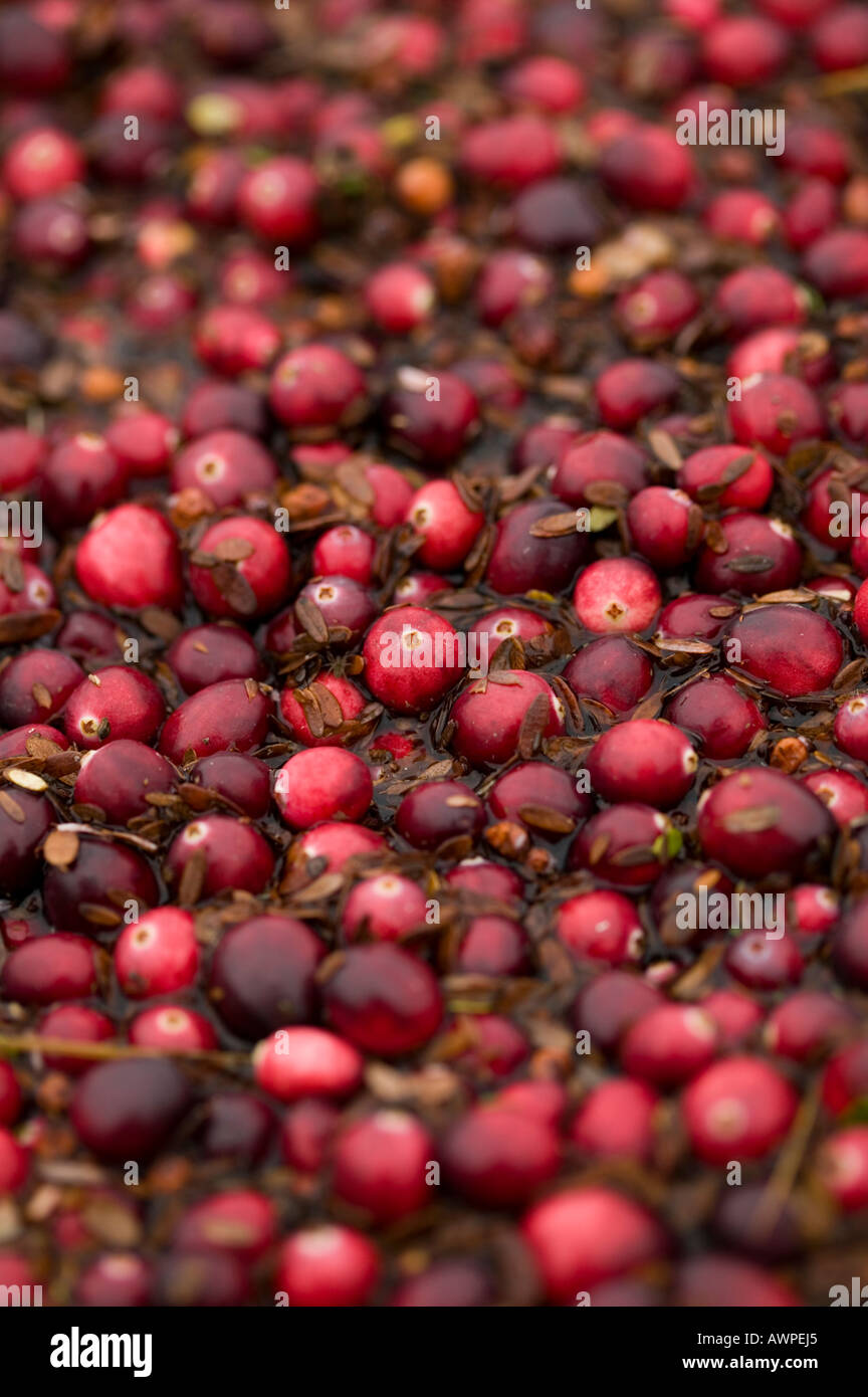 Cranberry harvest new england hires stock photography and images Alamy