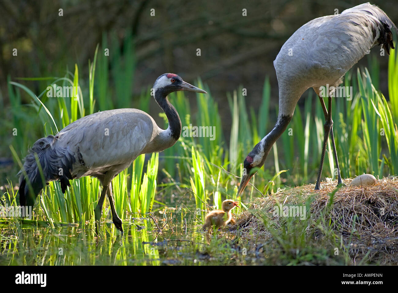 Common Crane (Grus grus) family in nest, Mecklenburg-Western Pomerania, Germany, Europe Stock Photo