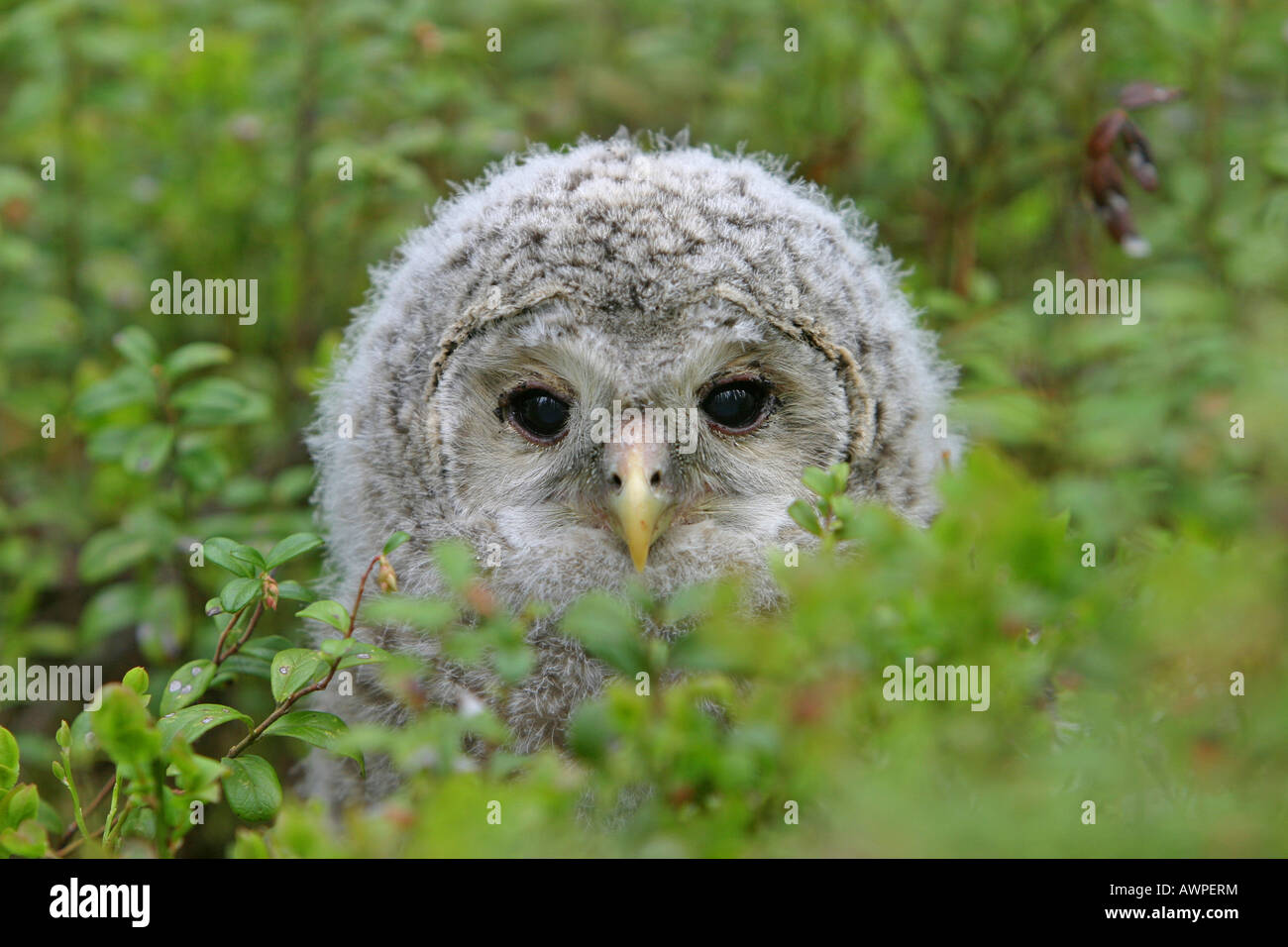 Young Ural Owl (Strix uralensis), Finland, Europe Stock Photo - Alamy, image size:1300x956