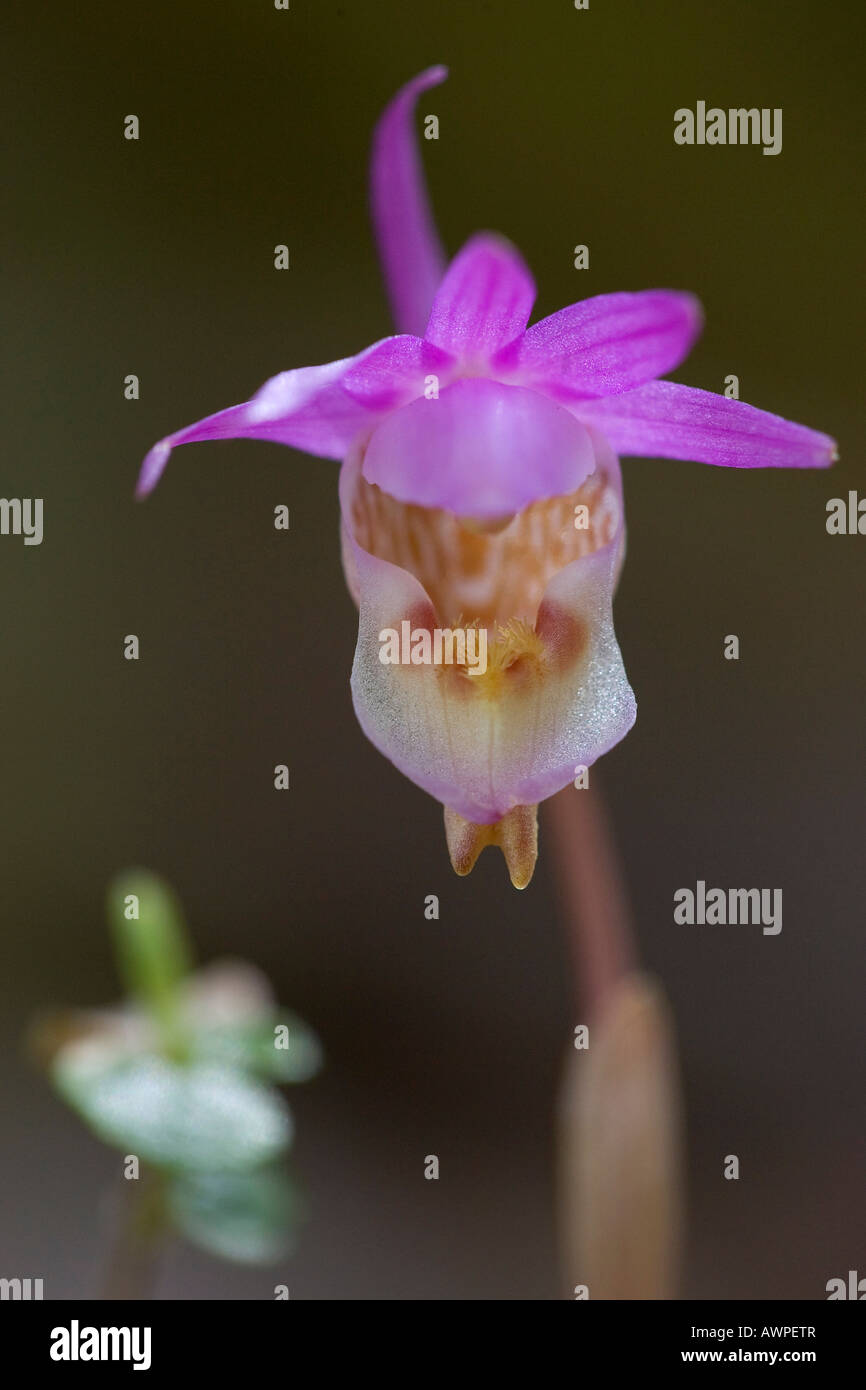 Calypso Orchid or Venus Slipper (Calypso bulbosa), Oulanka National Park, Finland, Europe Stock Photo