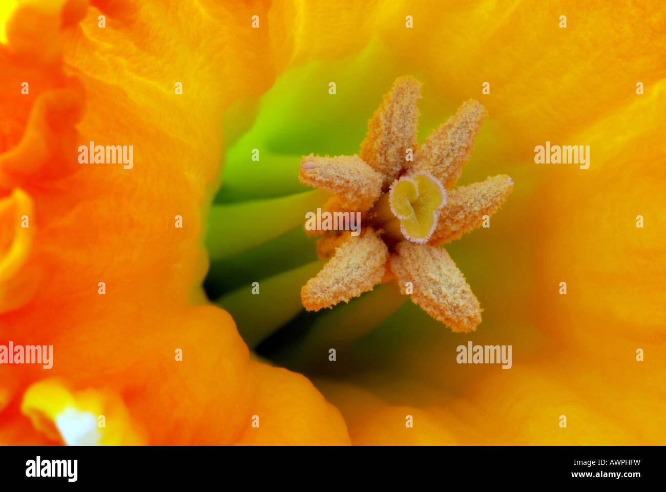 Close up shot of a daffodil trumpet showing anthers, stamens and filaments Stock Photo