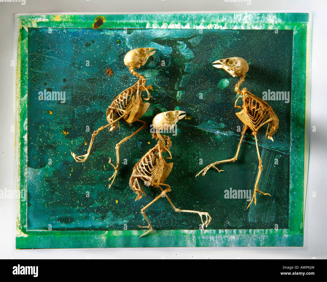 Three sparrow skeletons on a textured background, Polaroid art Stock Photo