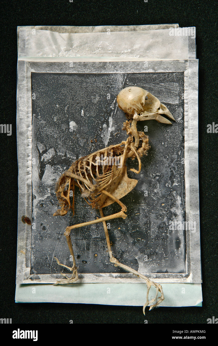 Sparrow skeleton on a textured background, Polaroid art Stock Photo