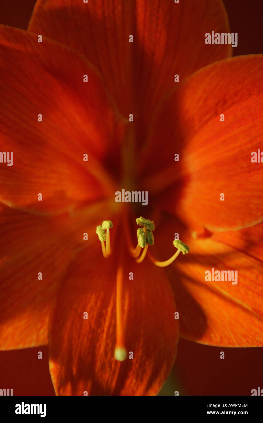 Red orange blossom, Hippeastrum Stock Photo