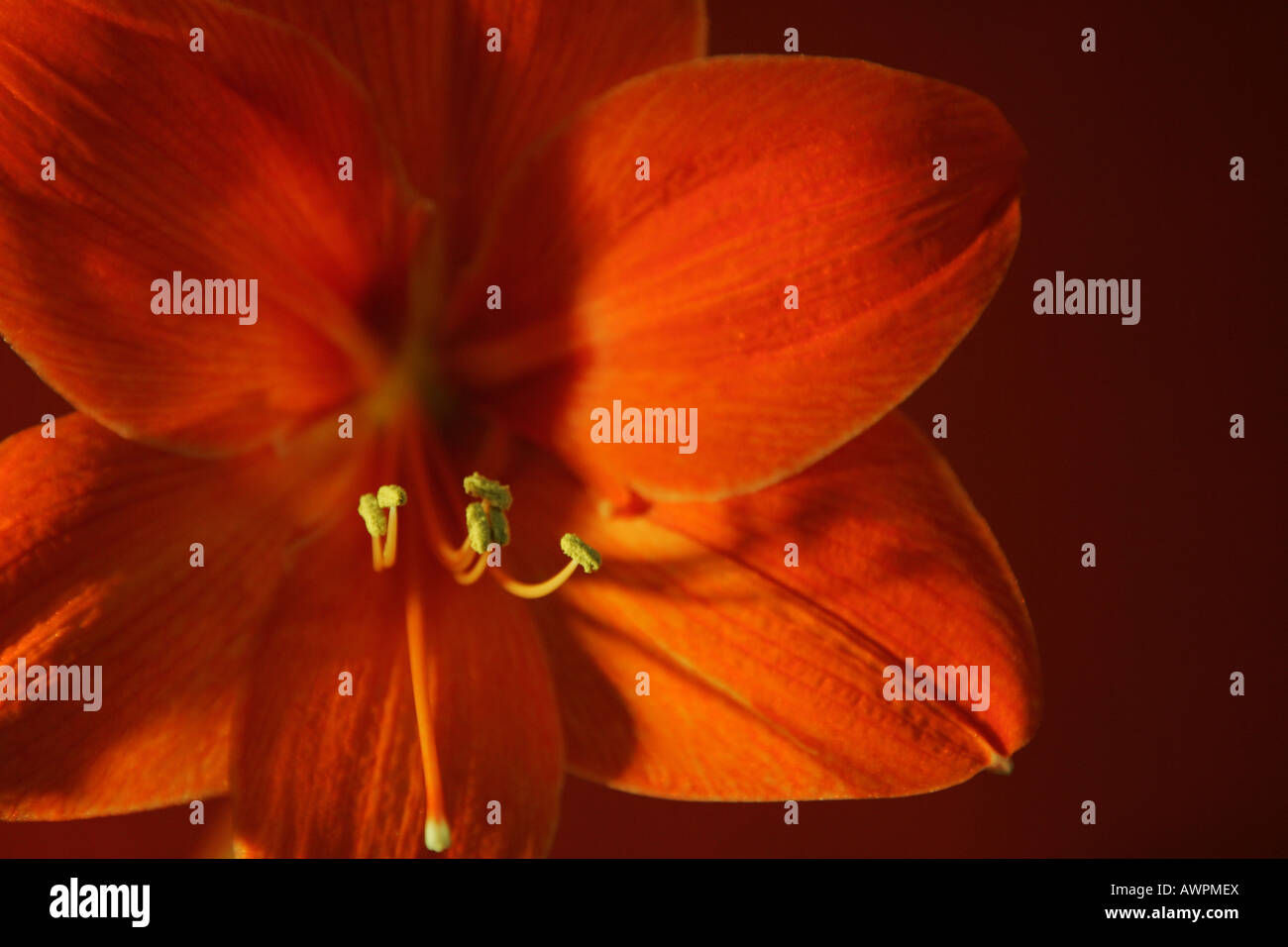 Red orange blossom, Hippeastrum Stock Photo