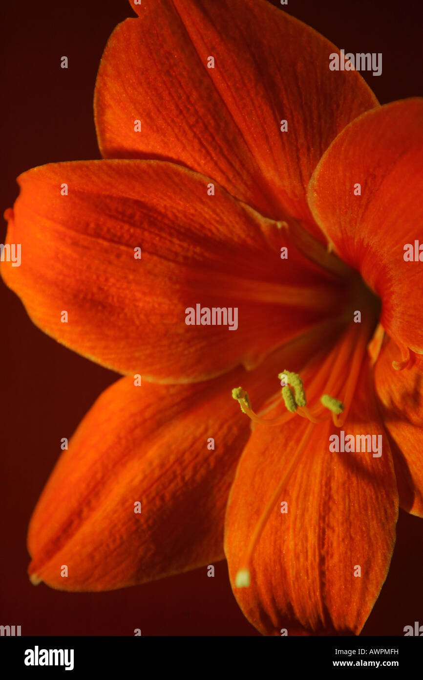 Red orange blossom, Hippeastrum Stock Photo