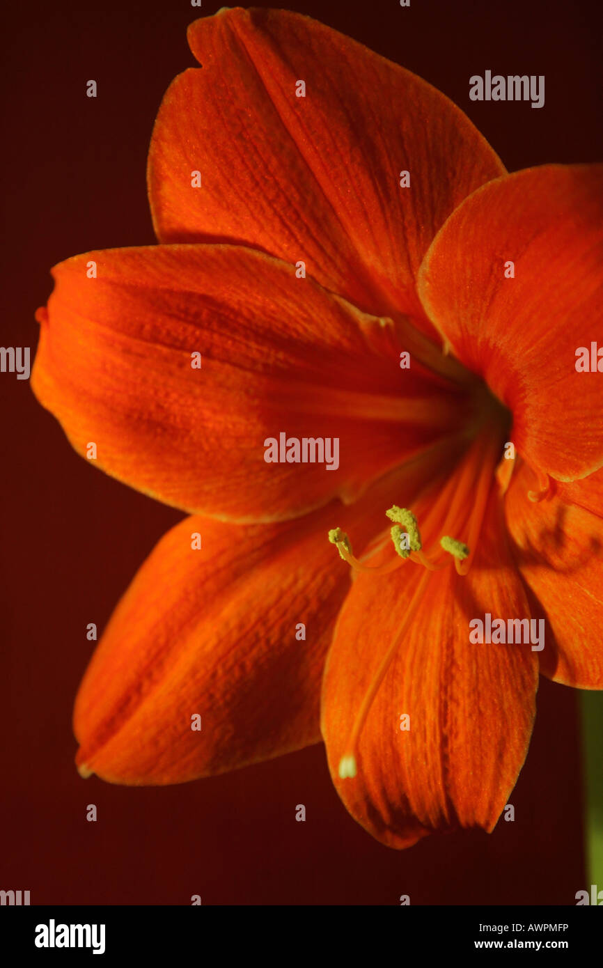 Red orange blossom, Hippeastrum Stock Photo