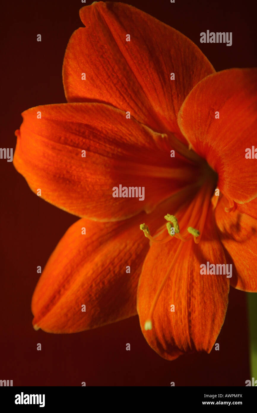 Red orange blossom, Hippeastrum Stock Photo