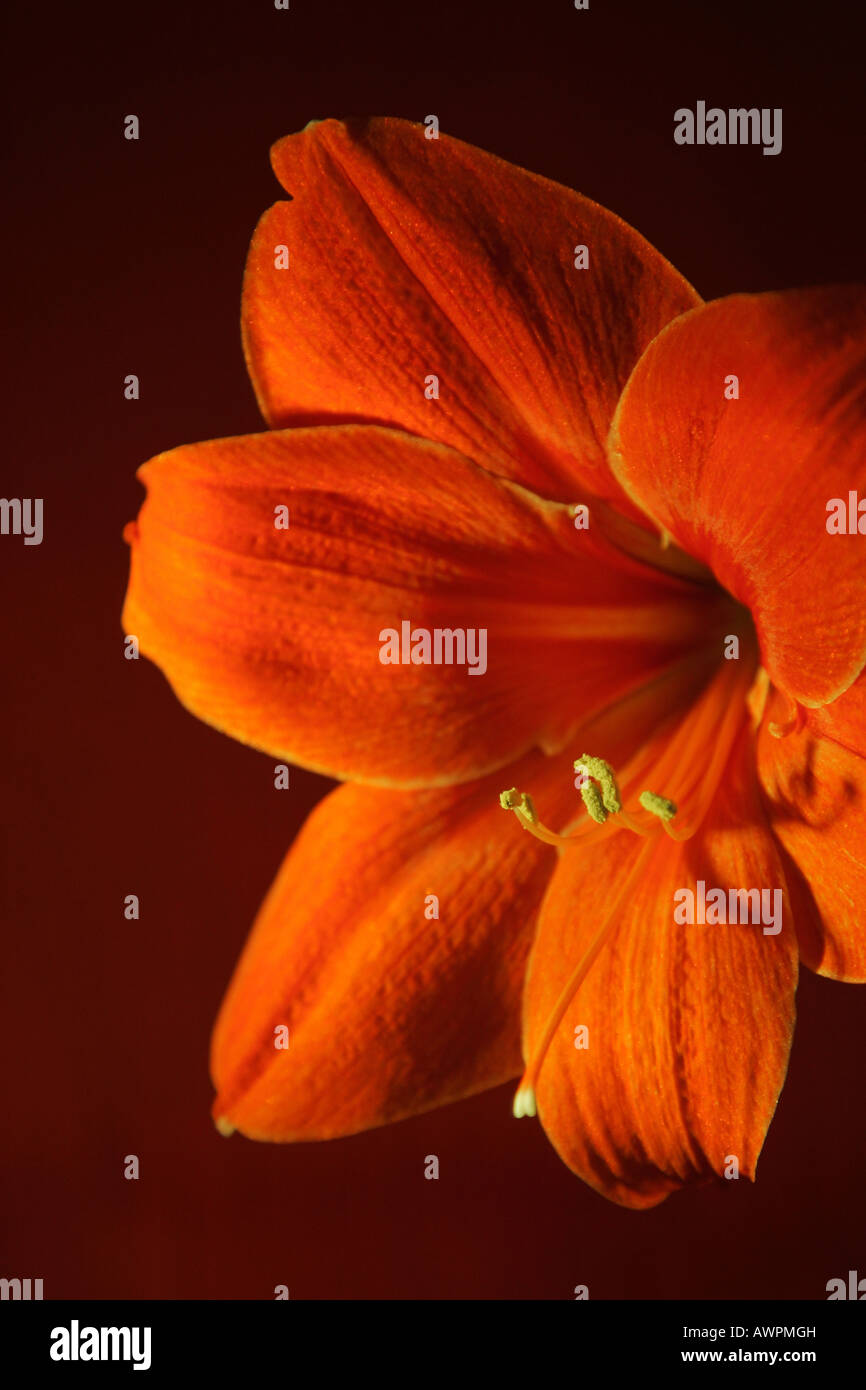 Red orange blossom, Hippeastrum Stock Photo