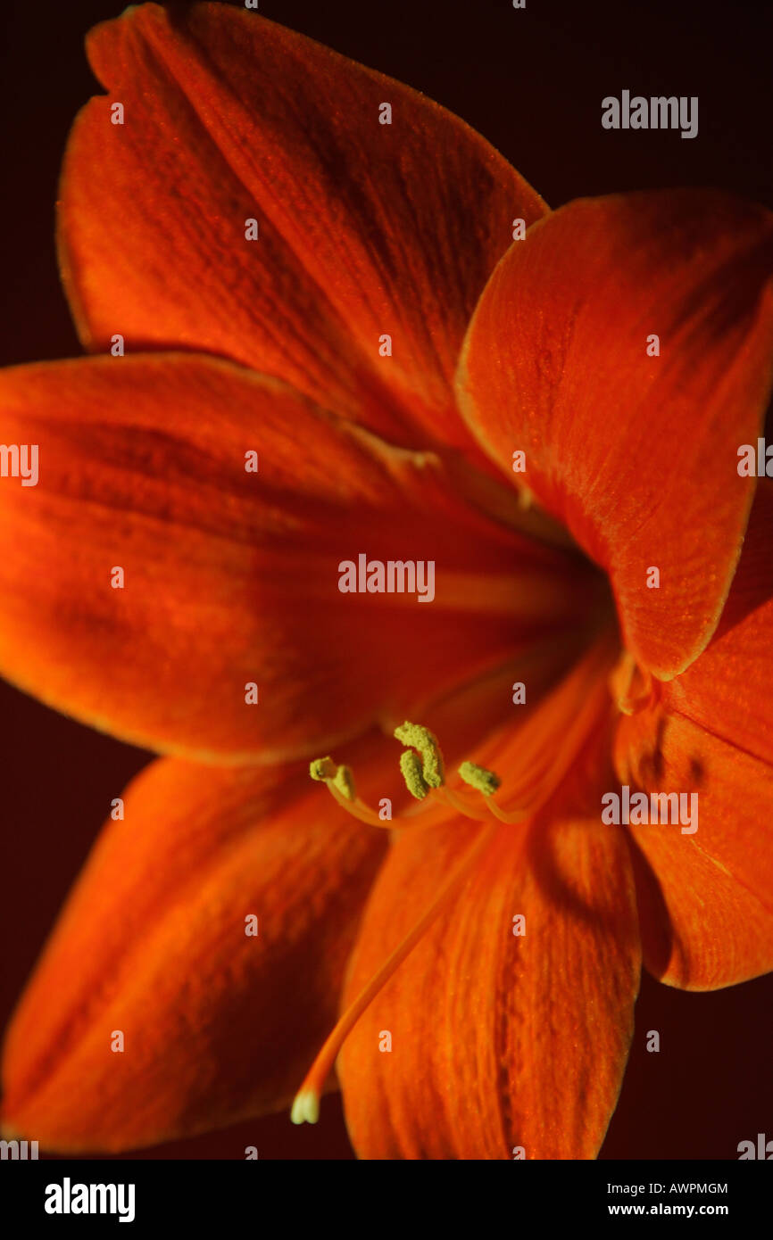 Red orange blossom, Hippeastrum Stock Photo
