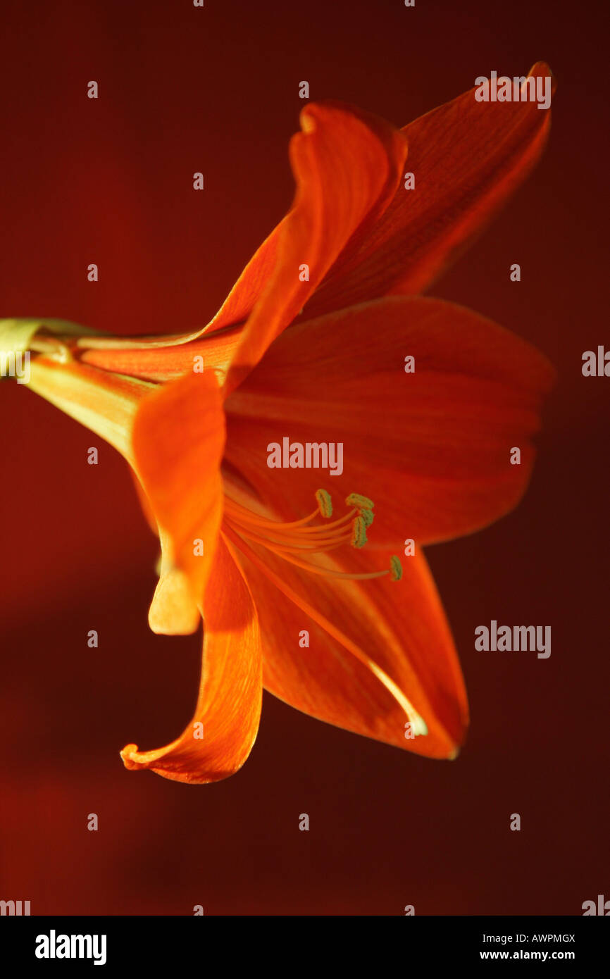 Red orange blossom, Hippeastrum Stock Photo