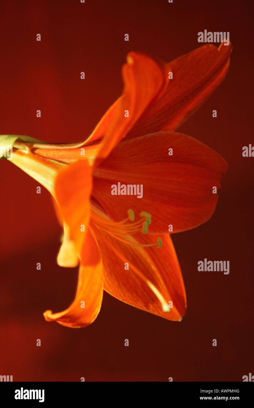 Red orange blossom, Hippeastrum Stock Photo