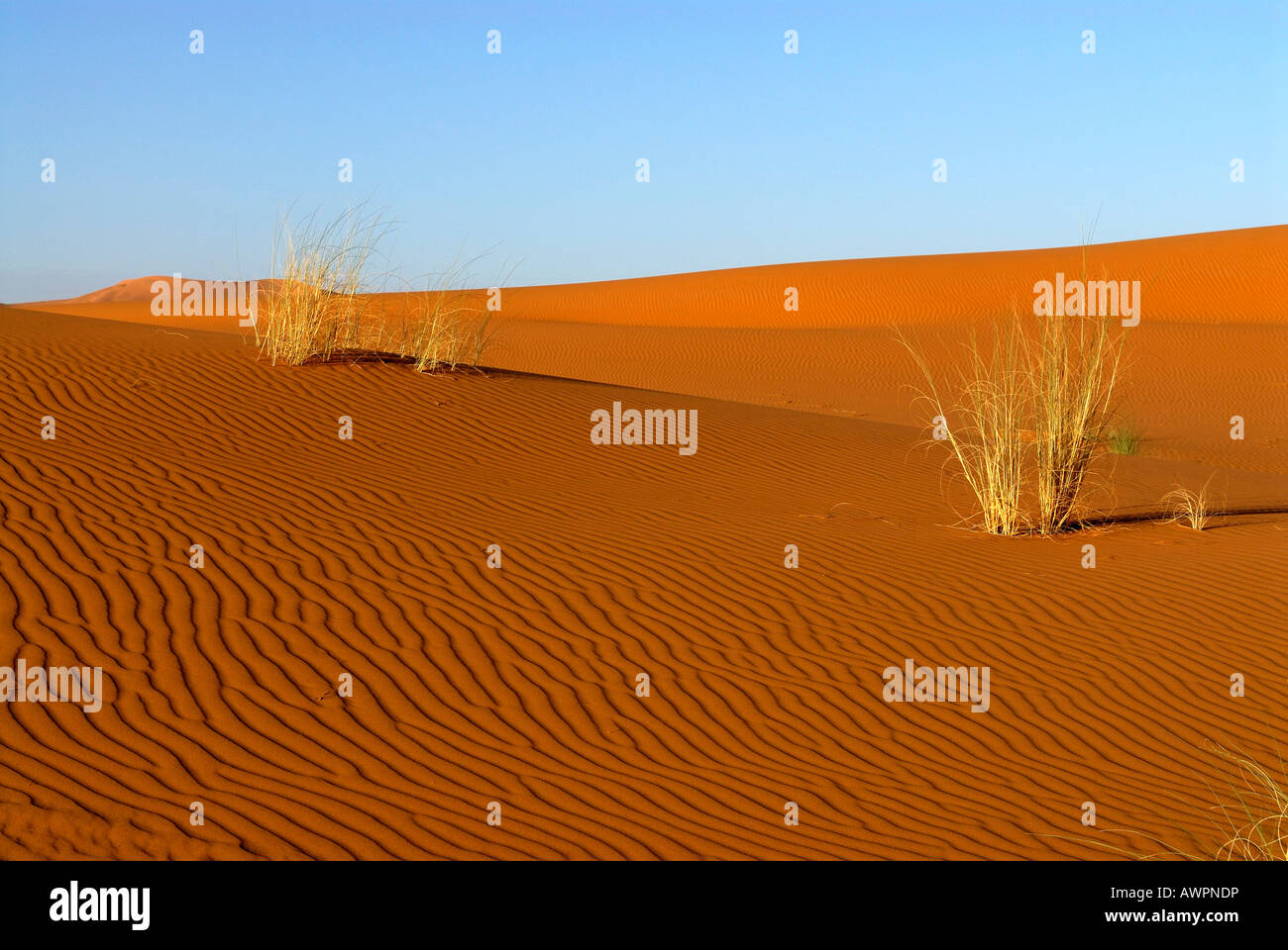 Tufts of grass in the desert sand, Erg Chebbi, Merzouga, Morocco, North Africa Stock Photo