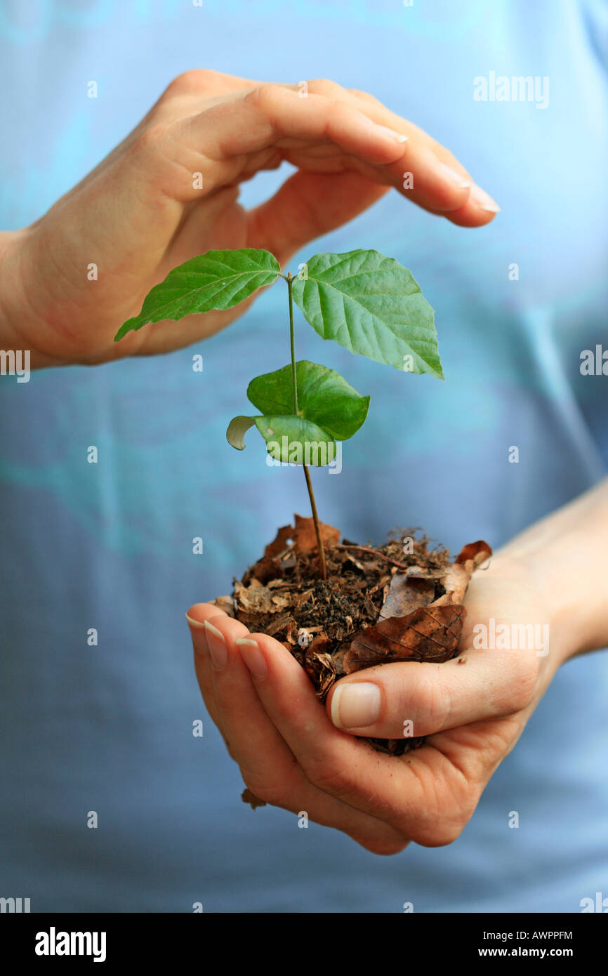 Small beech sprout protectively held in hands Stock Photo