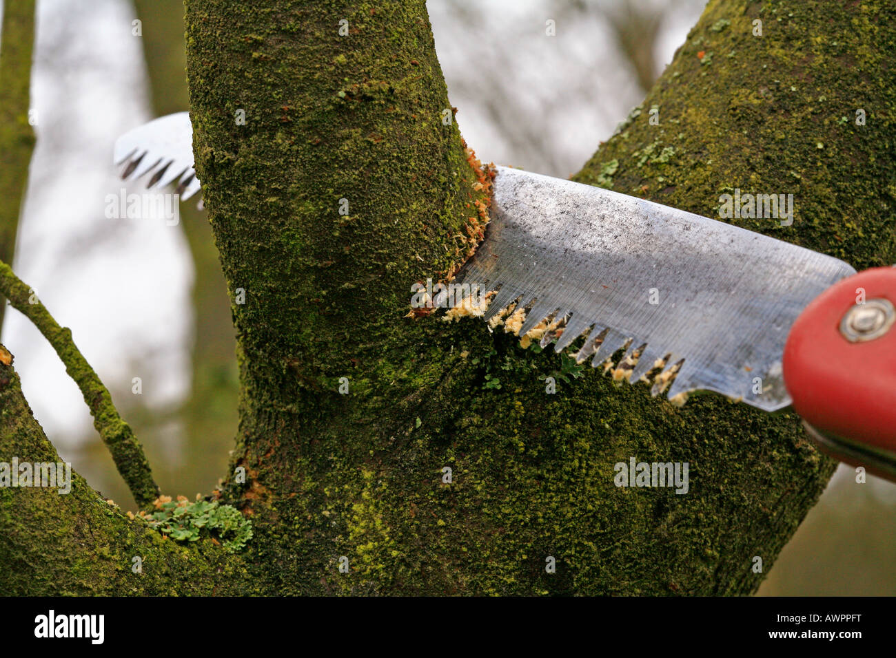 Cutting branches of a fruit tree with a small hand-held saw Stock Photo