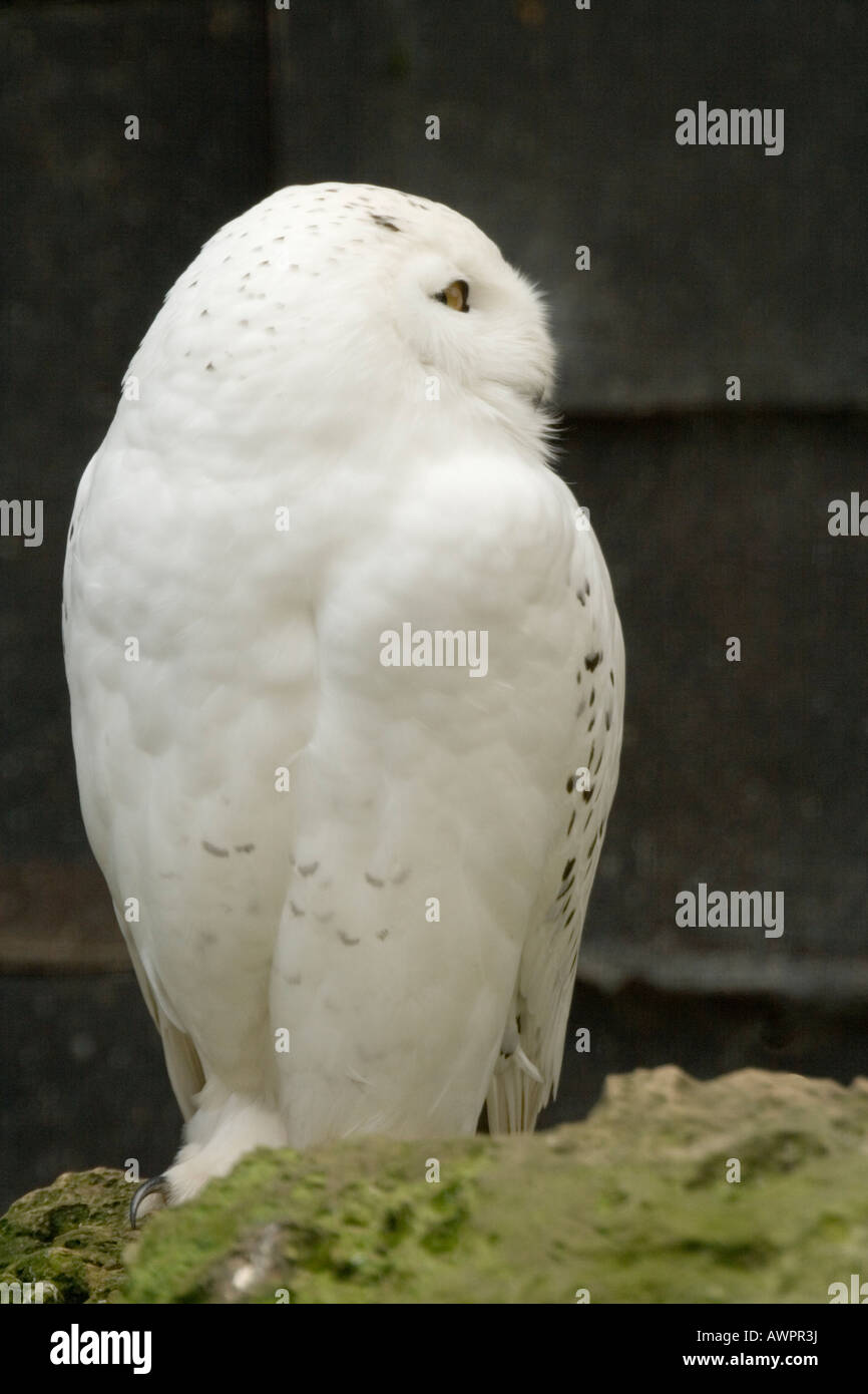 Captive bred Snowy Owl Nyctea scandiaca. Stock Photo