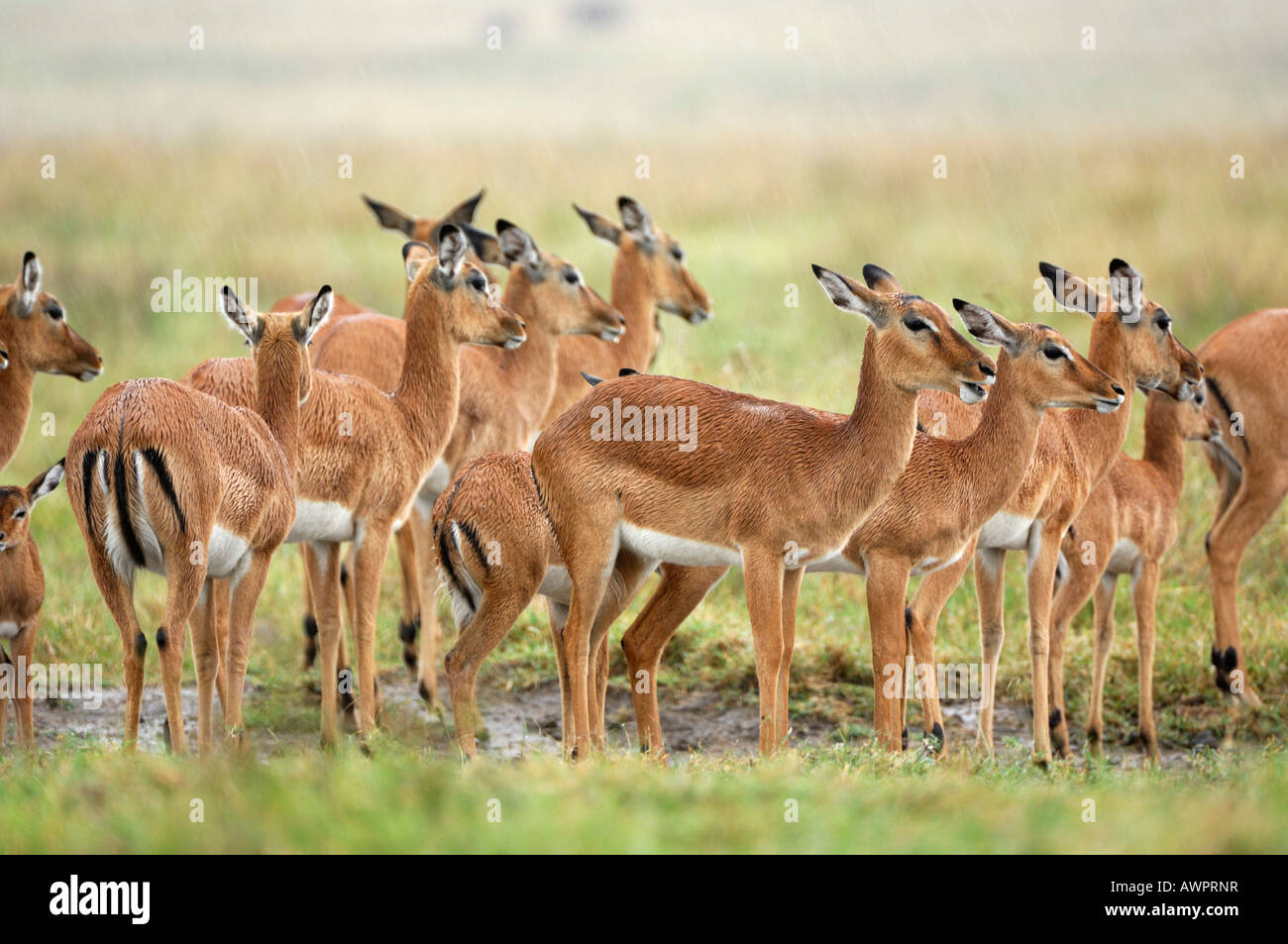Group of Impalas (Aepyceros melampus), standing in the rain, Lake Nakuru, Kenya, Africa Stock Photo