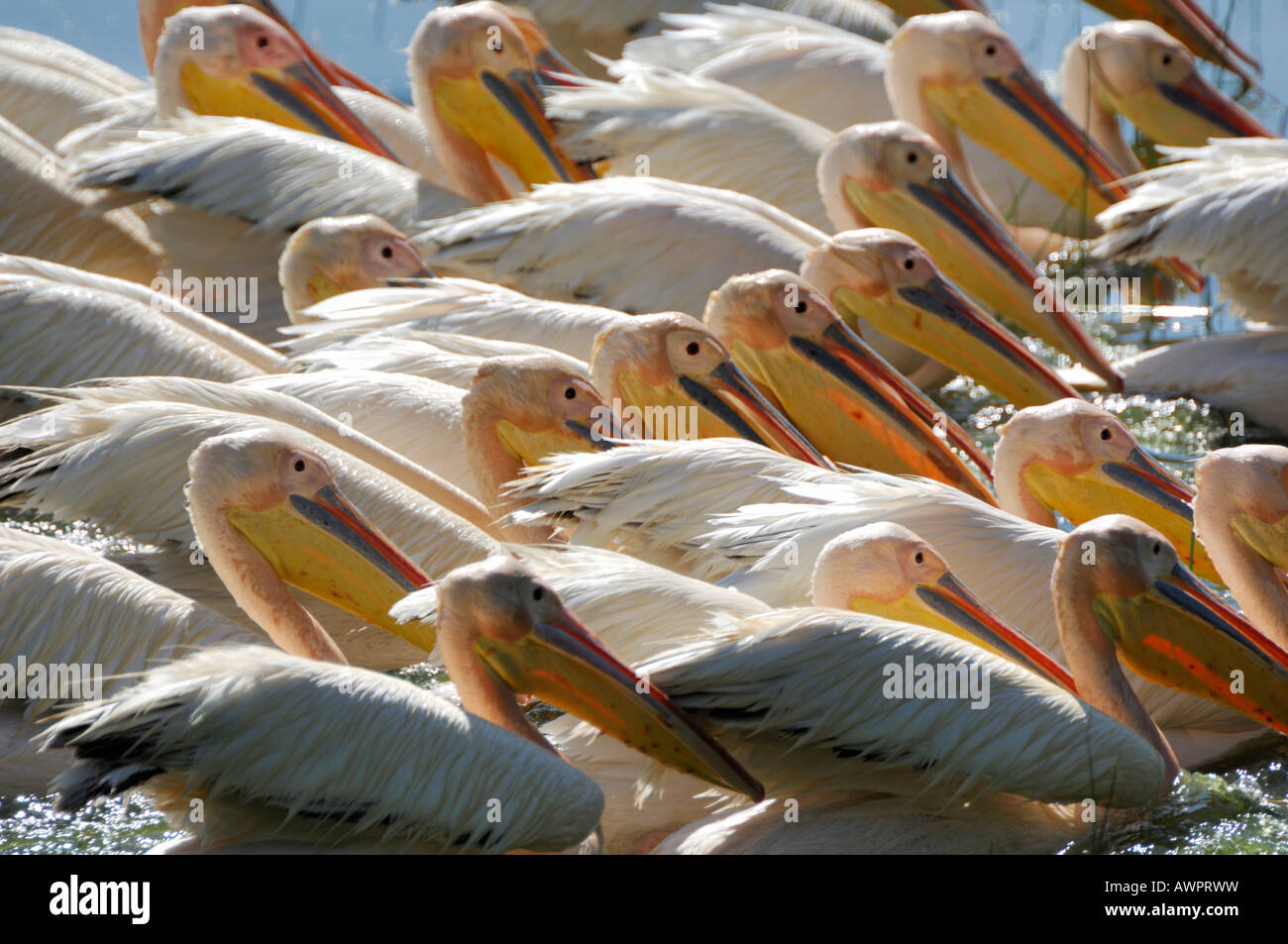 Group of White Pelicans (Pelecanus onocrotalus) hunting together for fish Lake Nakuru Kenya Africa Stock Photo