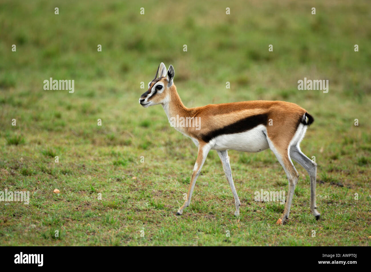 Pup of a Thomson gazelle (Eudorcas thomsonii) Masai Mara, Kenya Africa ...