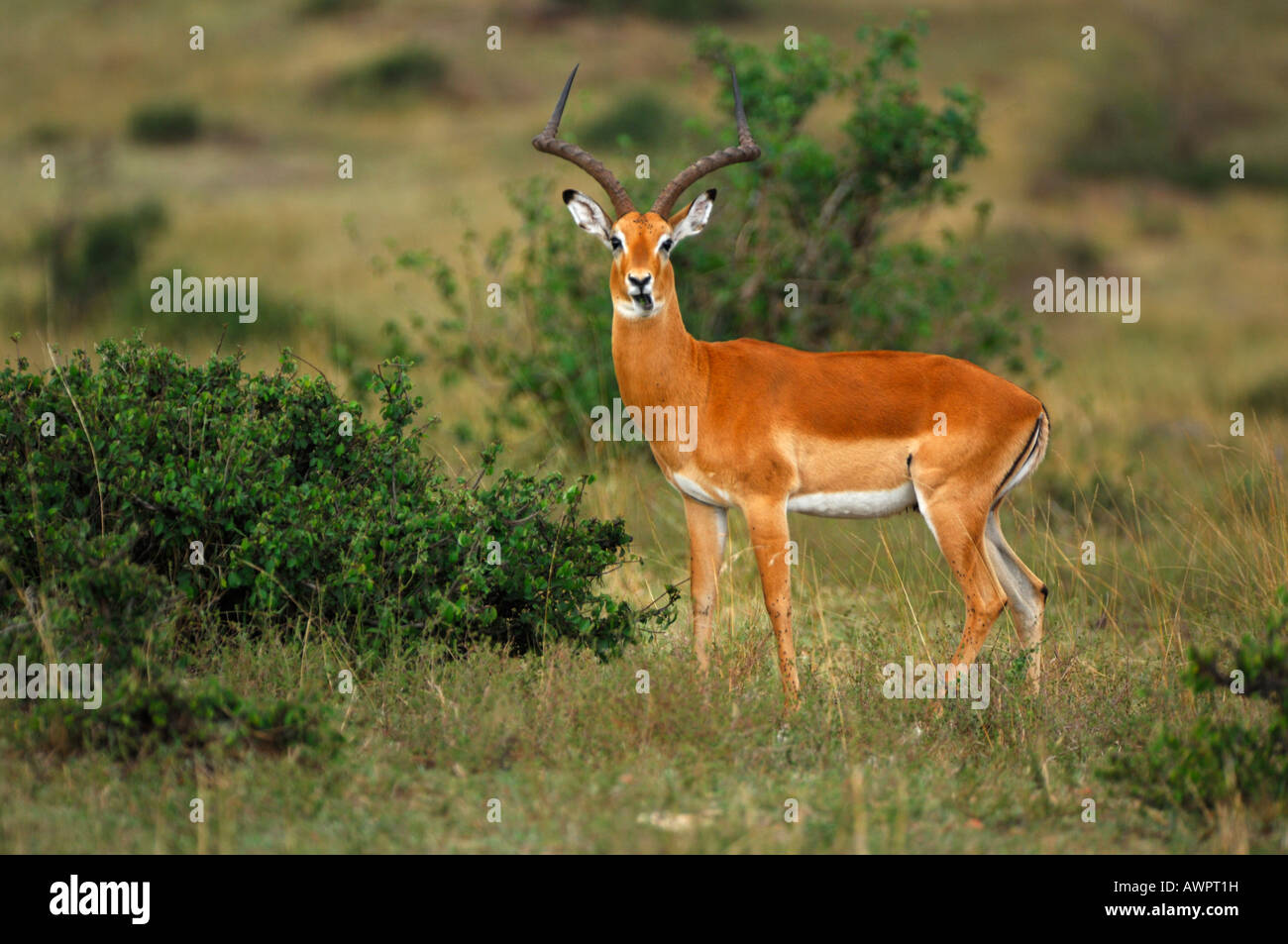 Impala side view face hi-res stock photography and images - Alamy