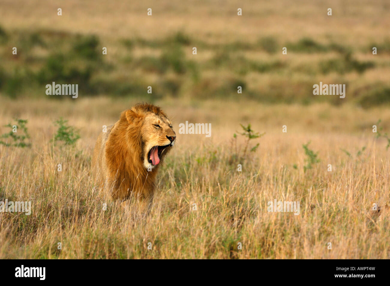 Lion (Panthera leo), yawning, Masai Mara, Kenya, Africa Stock Photo
