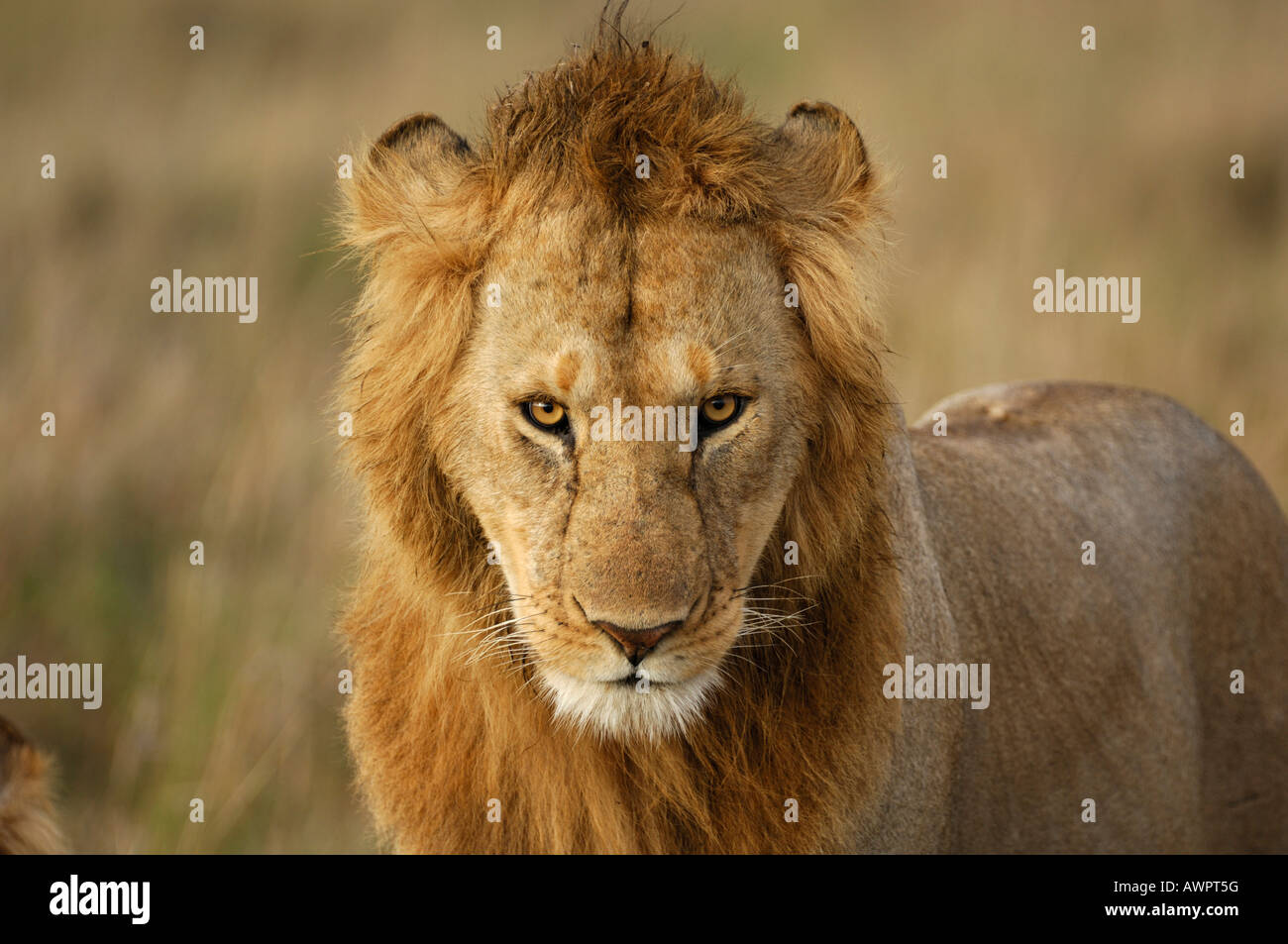 Lion (Panthera leo), portrait, Masai Mara, Kenya, Africa Stock Photo