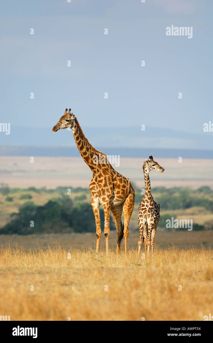 Masai Giraffe (Giraffa camelopardalis tippelskirchi) with young one, Masai Mara, Kenya, Africa Stock Photo